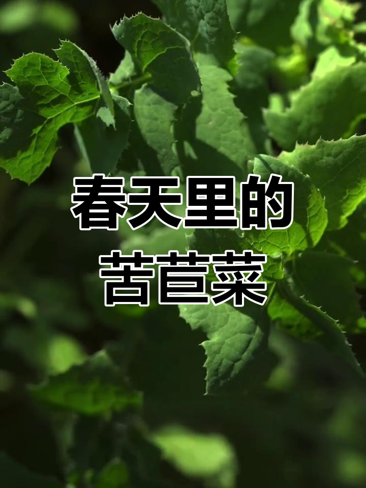 苦苣菜:春天的野味宝藏,清热解毒又美味