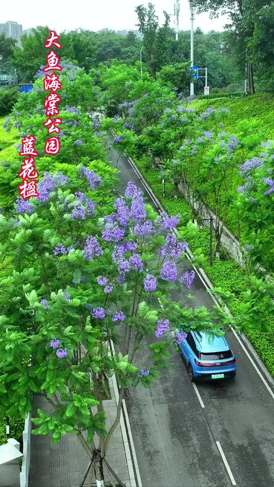 去不了昆明,就来大鱼海棠公园看蓝花楹吧,这里的蓝花楹也是一道美丽的风景线哦!身边的美景 大