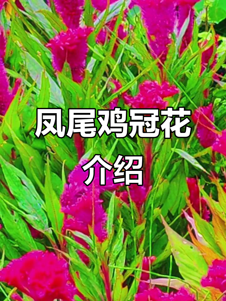 凤尾鸡冠花:美丽而独特的花卉