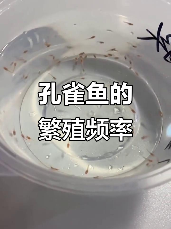 孔雀鱼多久能生一次?繁殖周期揭秘