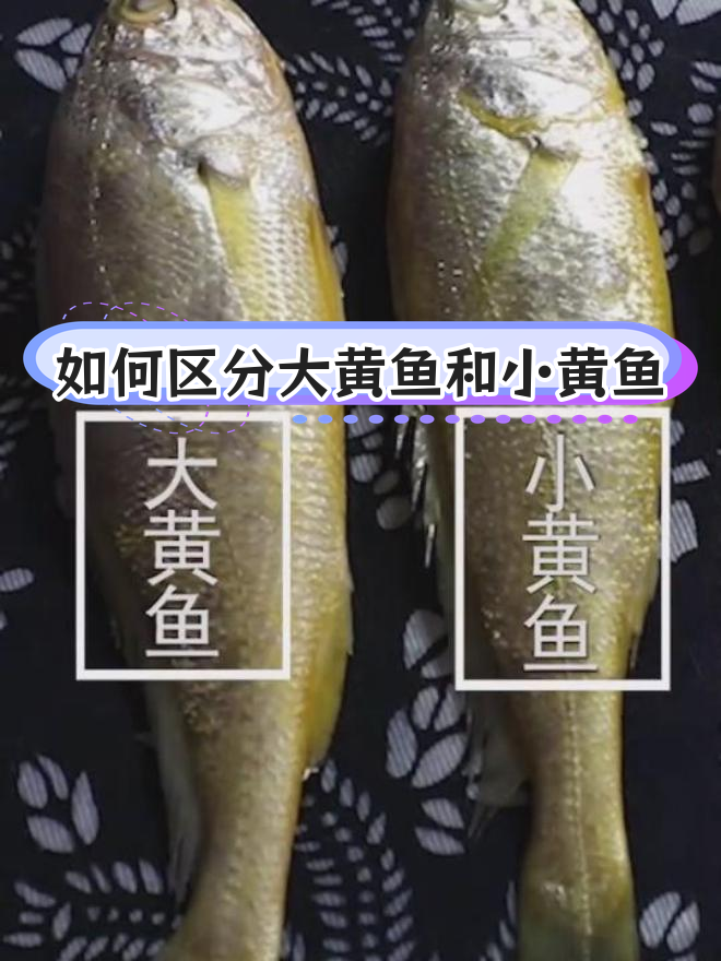 大黄鱼与小黄鱼的辨别技巧