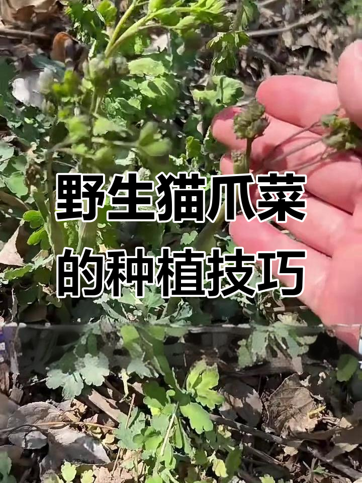 猫爪子菜:美味又营养,种植一次吃多年