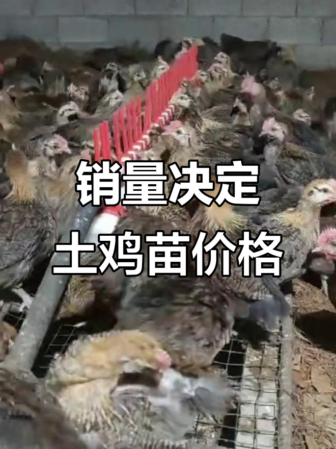 脱温土鸡苗价格波动与销售量关系揭秘