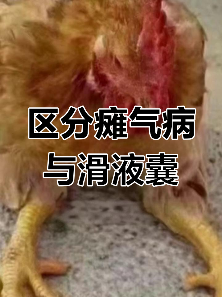 土鸡瘫痪症状解析:病毒性肠炎与滑液囊支原体区别