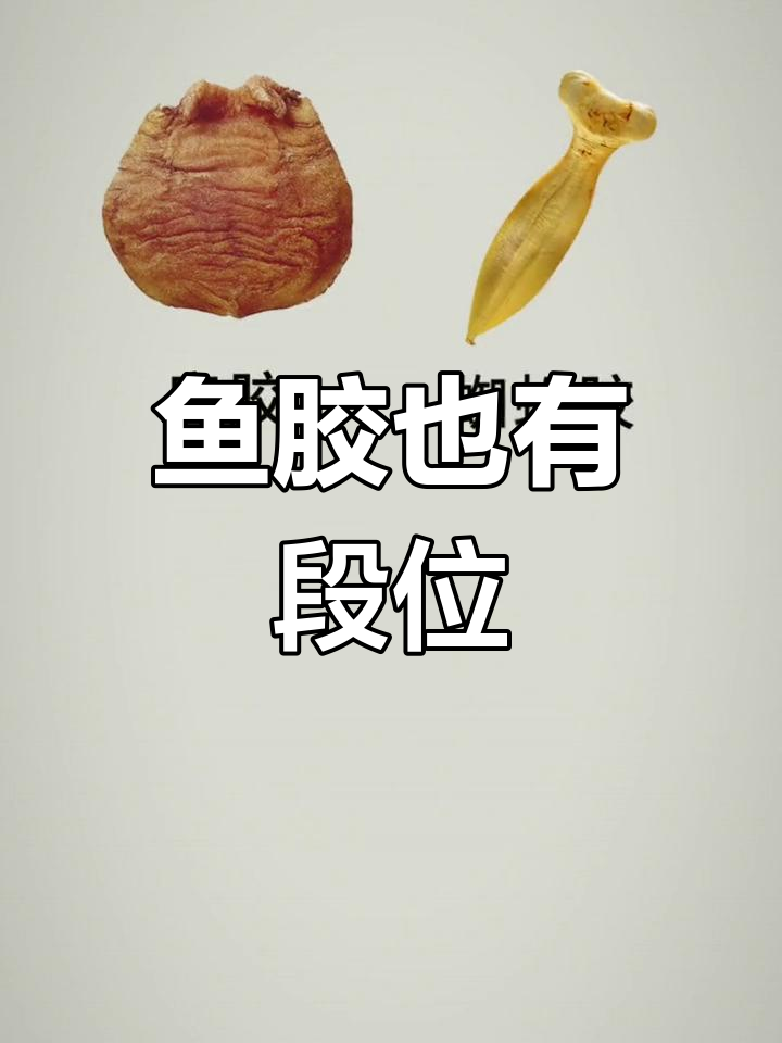 鱼胶段位大揭秘,你了解吗?