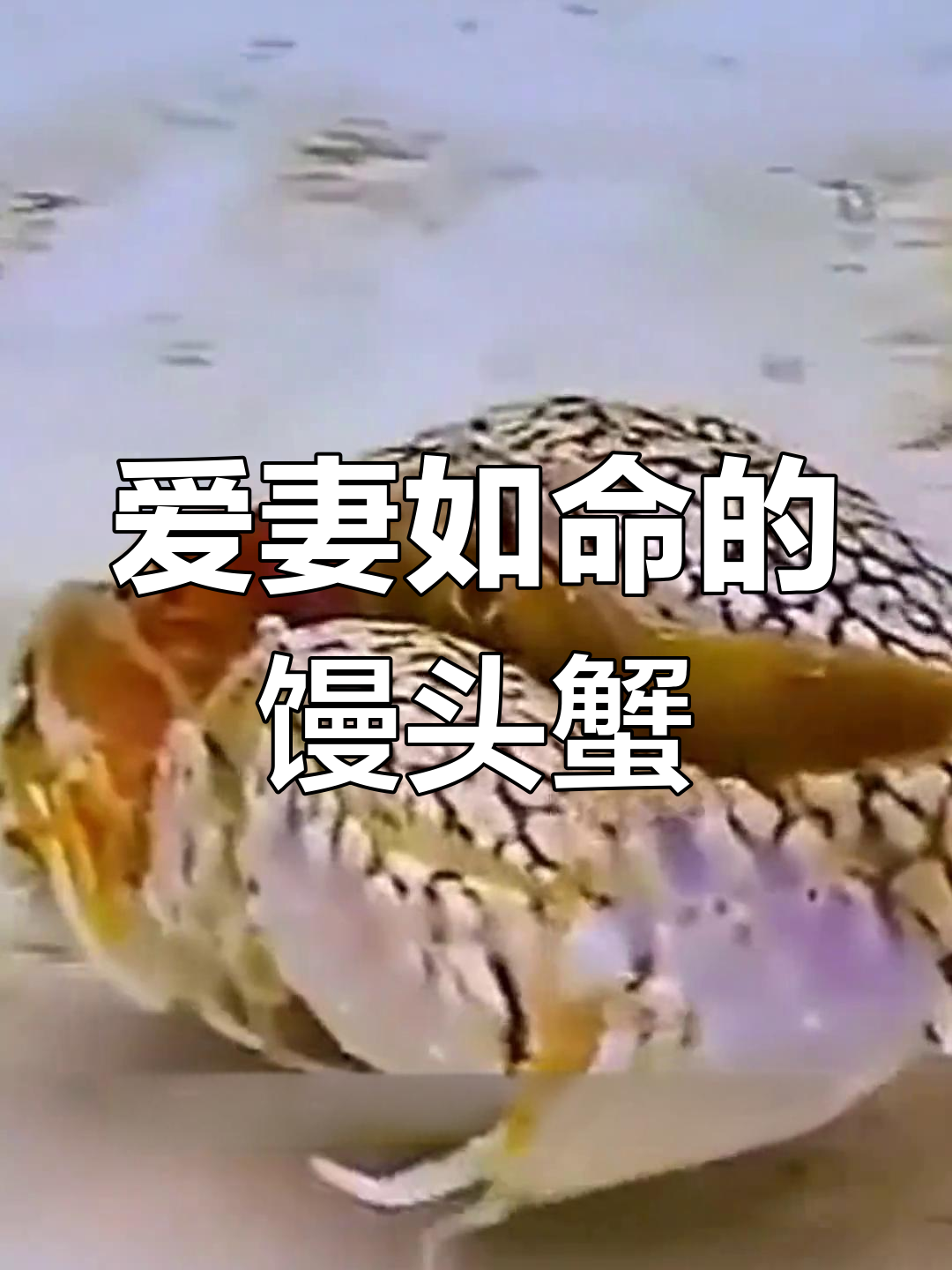 馒头蟹的“爱情”故事:它如何守护老婆,甚至囚禁雌蟹