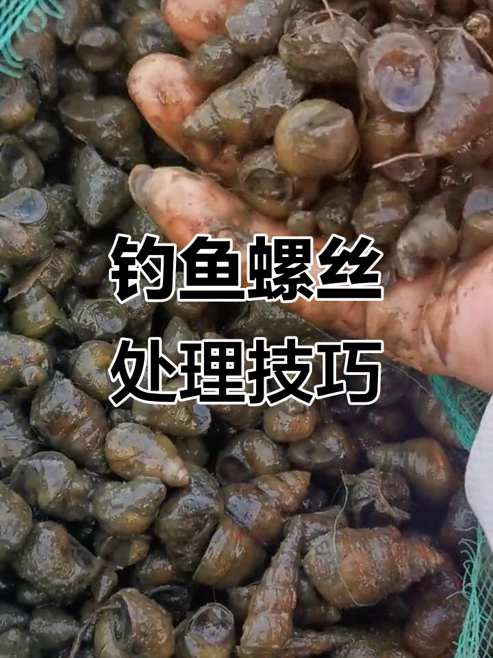 钓青鱼时螺丝的处理技巧，洗不洗？加不加小药？