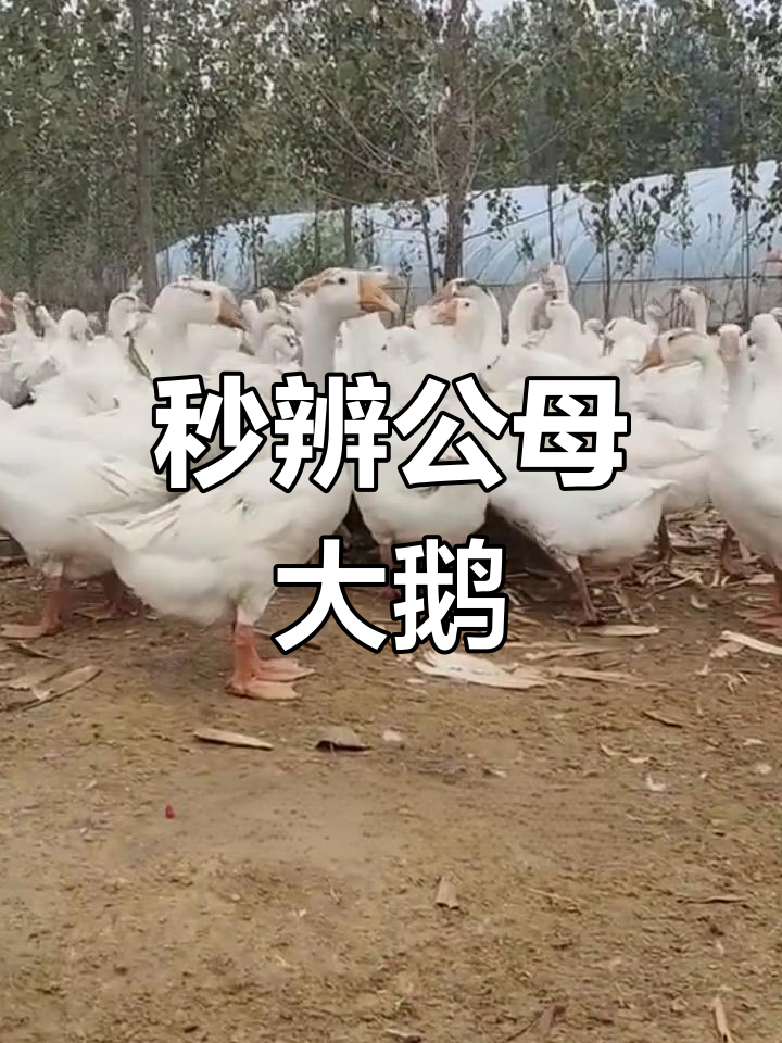 公母大鹅一眼识破,看额头和胸钩就能分辨