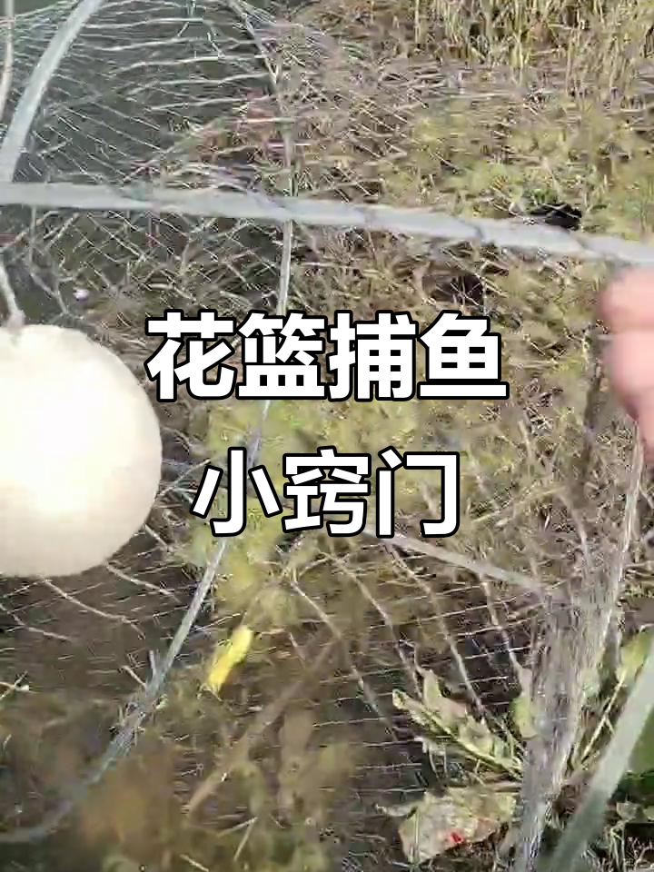 春季户外花篮捕鱼技巧大揭秘,轻松捕捉金鱼