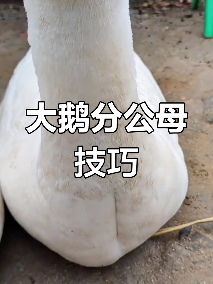如何区分大鹅公母