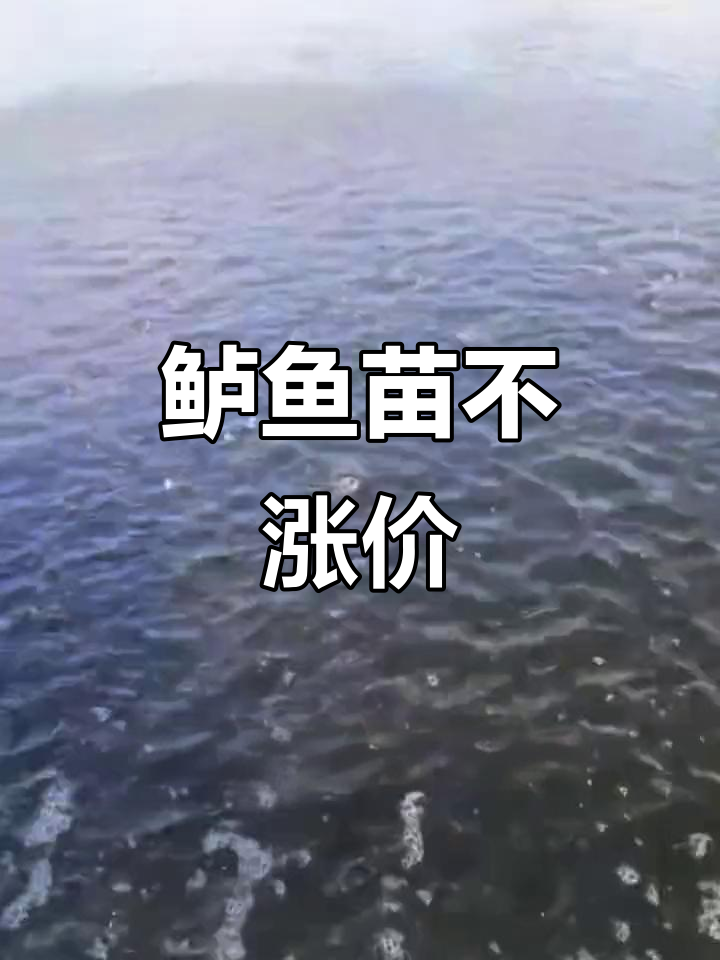 鲈鱼苗价格稳定,养殖周期短效益高
