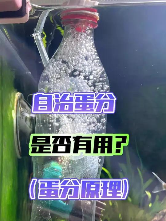 淡水缸用蛋白分离器有没有用?蛋分的原理是什么?自己如何制作,有没有必要买?蛋分 蛋白分离器