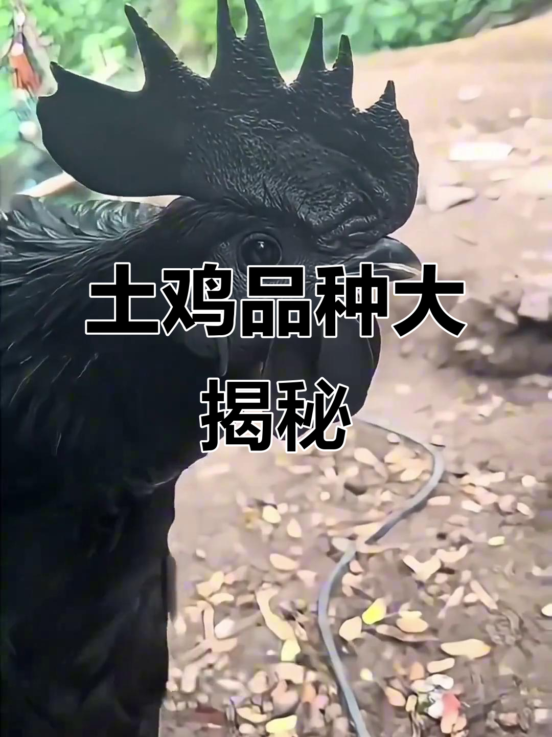 这些“贵”鸡,其实并不贵!看看你认识几种