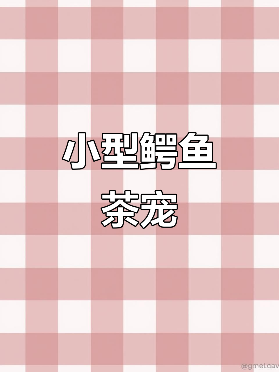 男子养迷你鳄鱼当茶宠，活体小轮子超萌