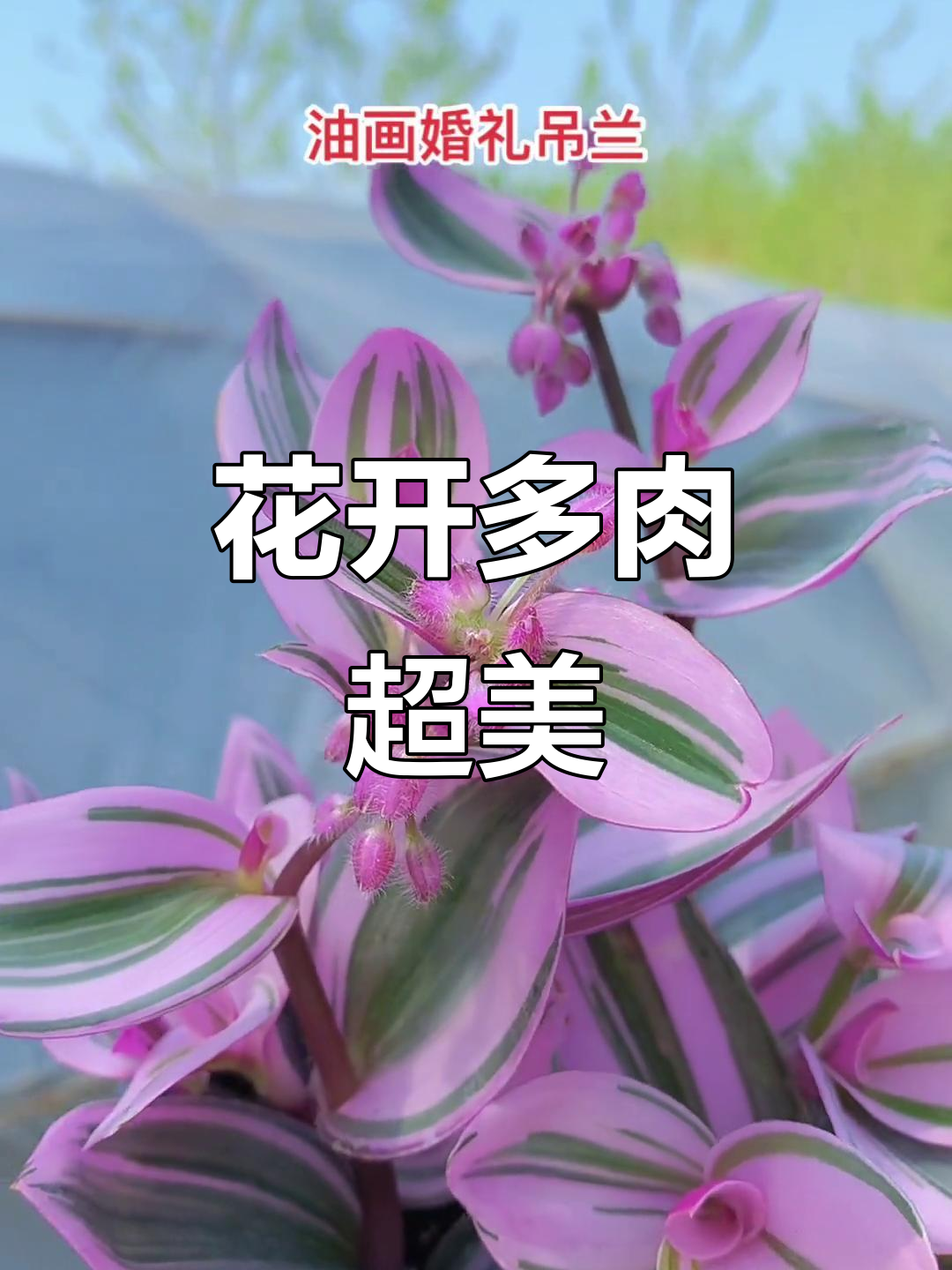 多肉植物开花,美丽如画,朋友圈必发!