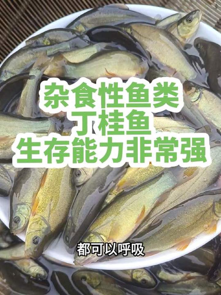 乡村旅游别错过鲜美的丁桂鱼
