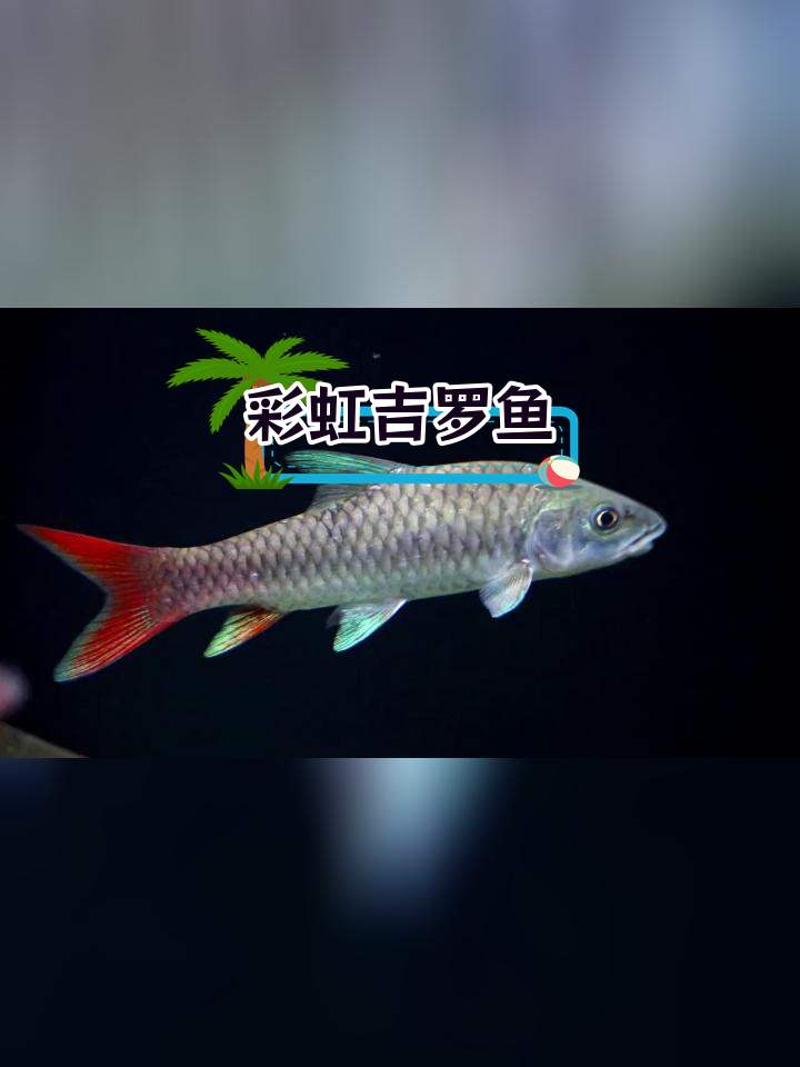 15公分彩虹吉罗鱼,尽显自然之美