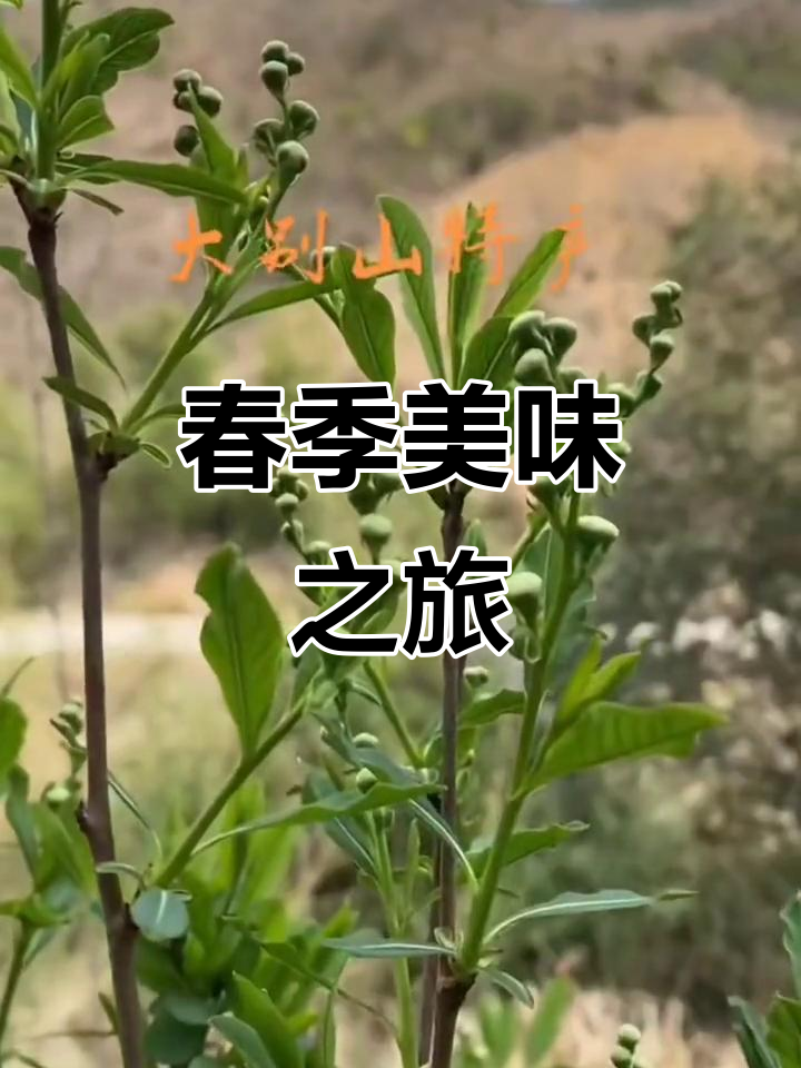 四月春意浓，尝一口将军菜，胜过整个季节的芬芳