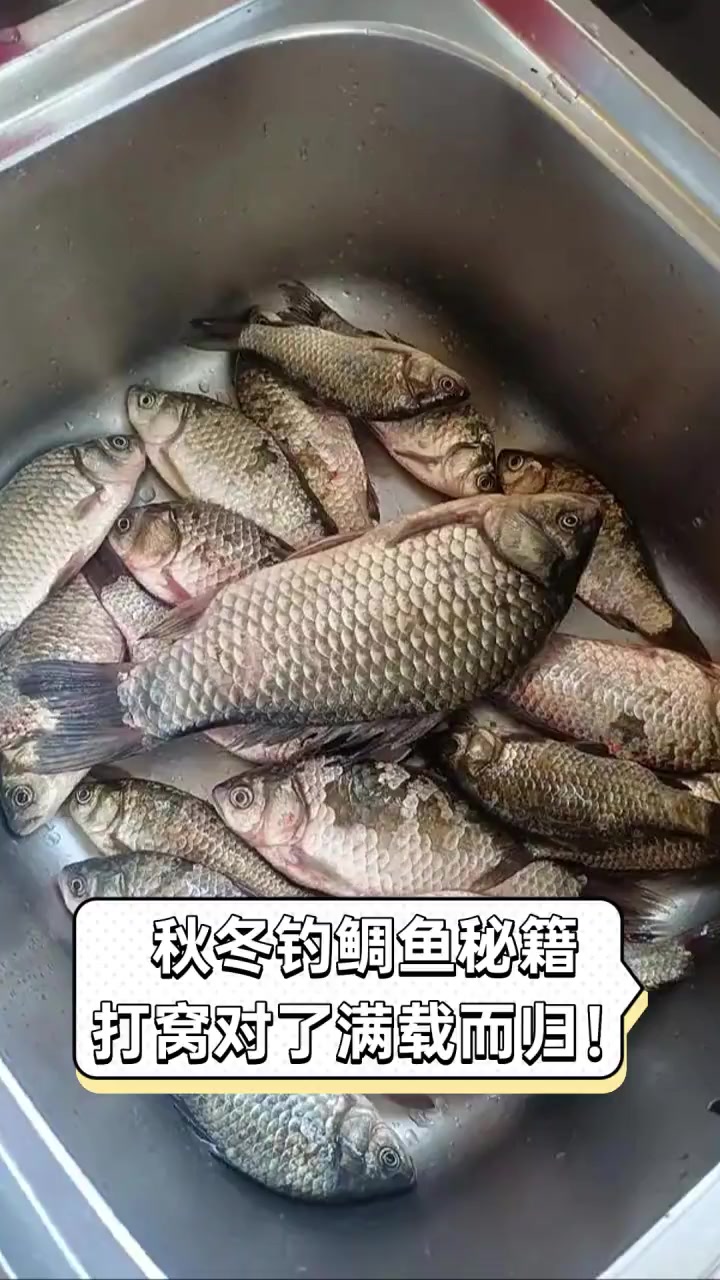 秋冬钓鲷鱼秘籍,打窝对了满载而归!