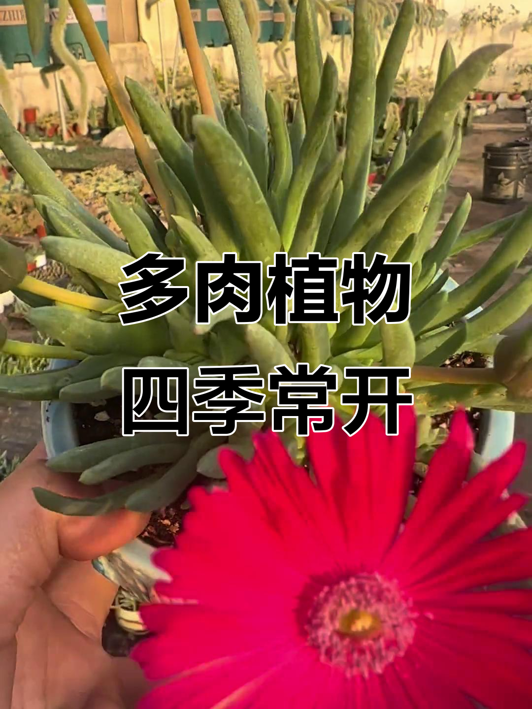 奔龙多肉开花惊艳,一年四季都能看到它的美丽