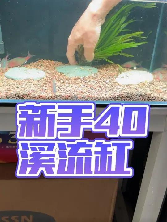 新手简单溪流缸,养鳑鲏!#溪流缸造景 #鳑鲏缸 #越南鳑鲏