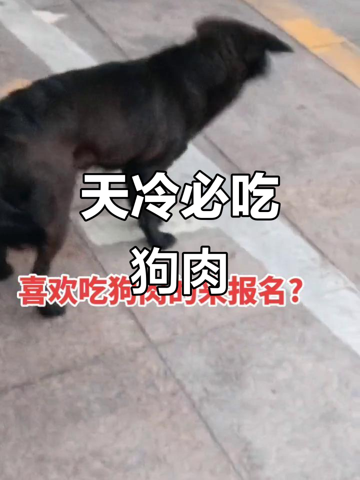 纯黑狗肉,鲜美无比!天冷吃最合适
