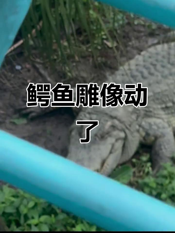 鳄鱼雕像太逼真,竟然动了一下!