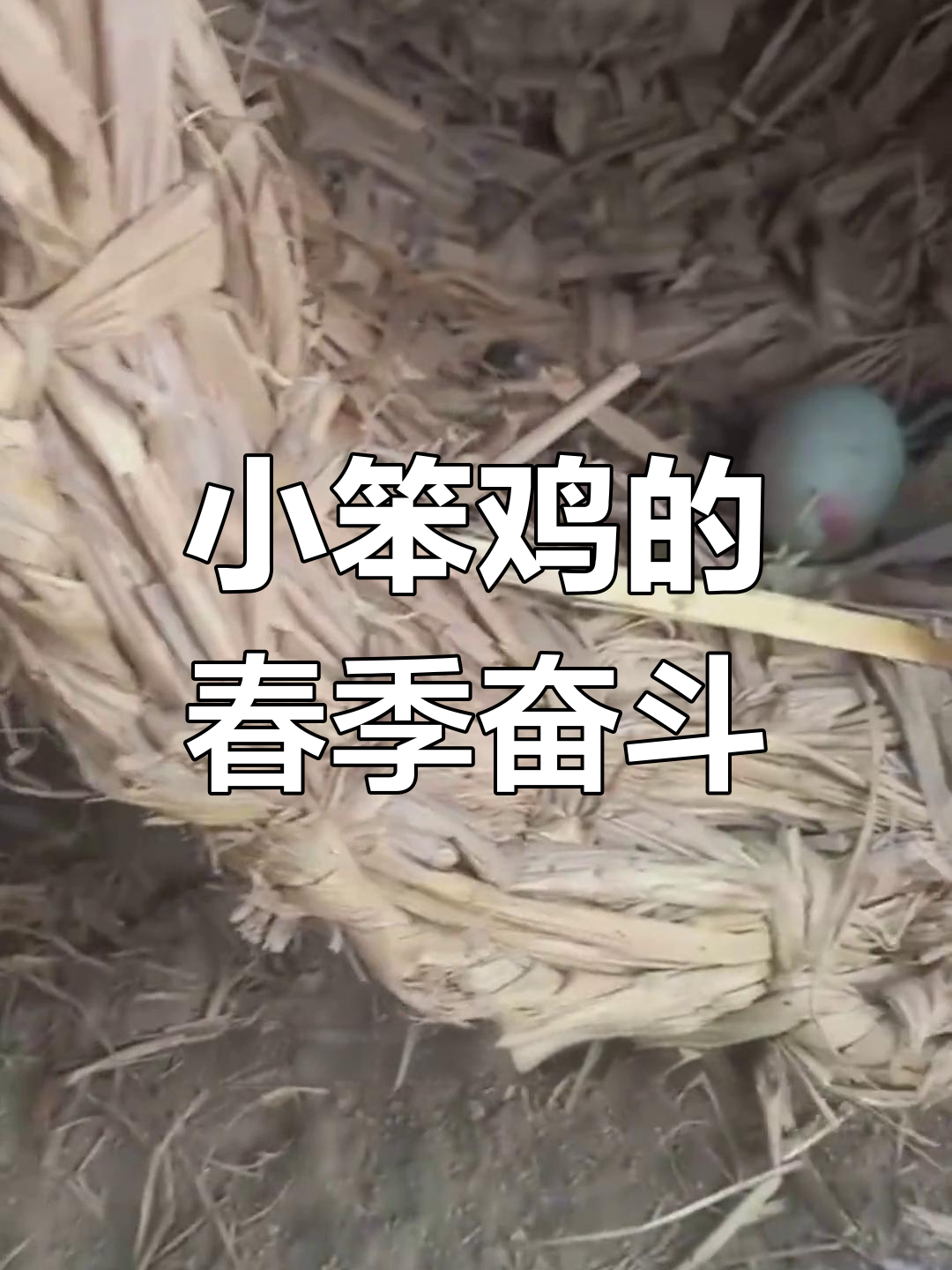 春天虽冷,小笨鸡依旧勤奋下蛋