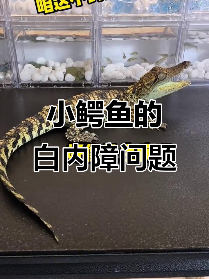 小鳄鱼眼睛发白,水质没问题?原来是这个原因!