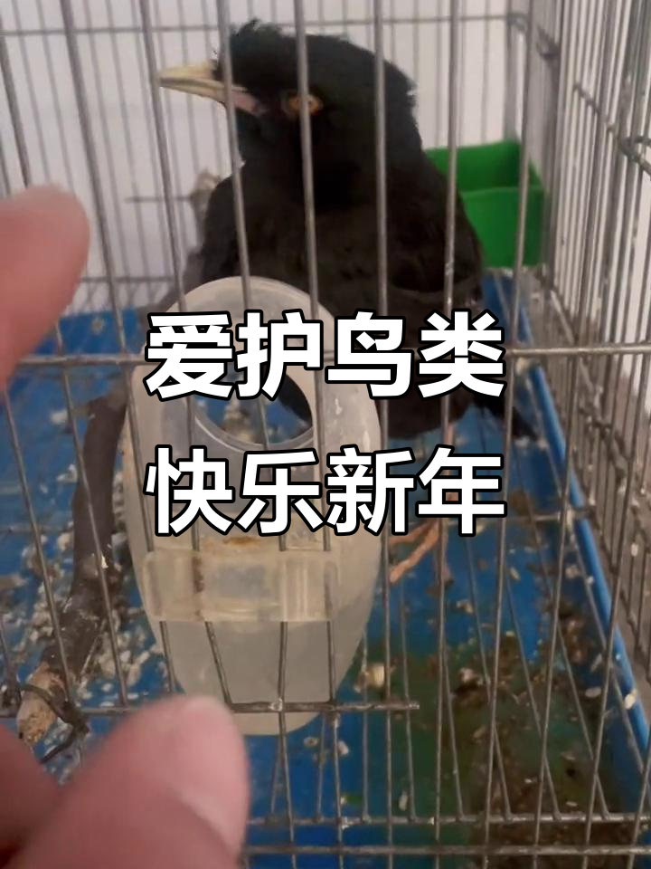 八哥鸟与画眉的欢乐时光,保护野生动物从点滴做起