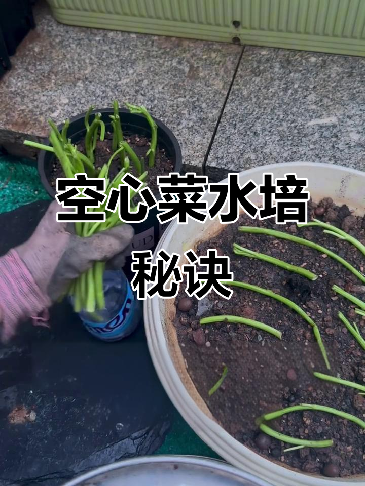 水培空心菜,生根快、长势旺!