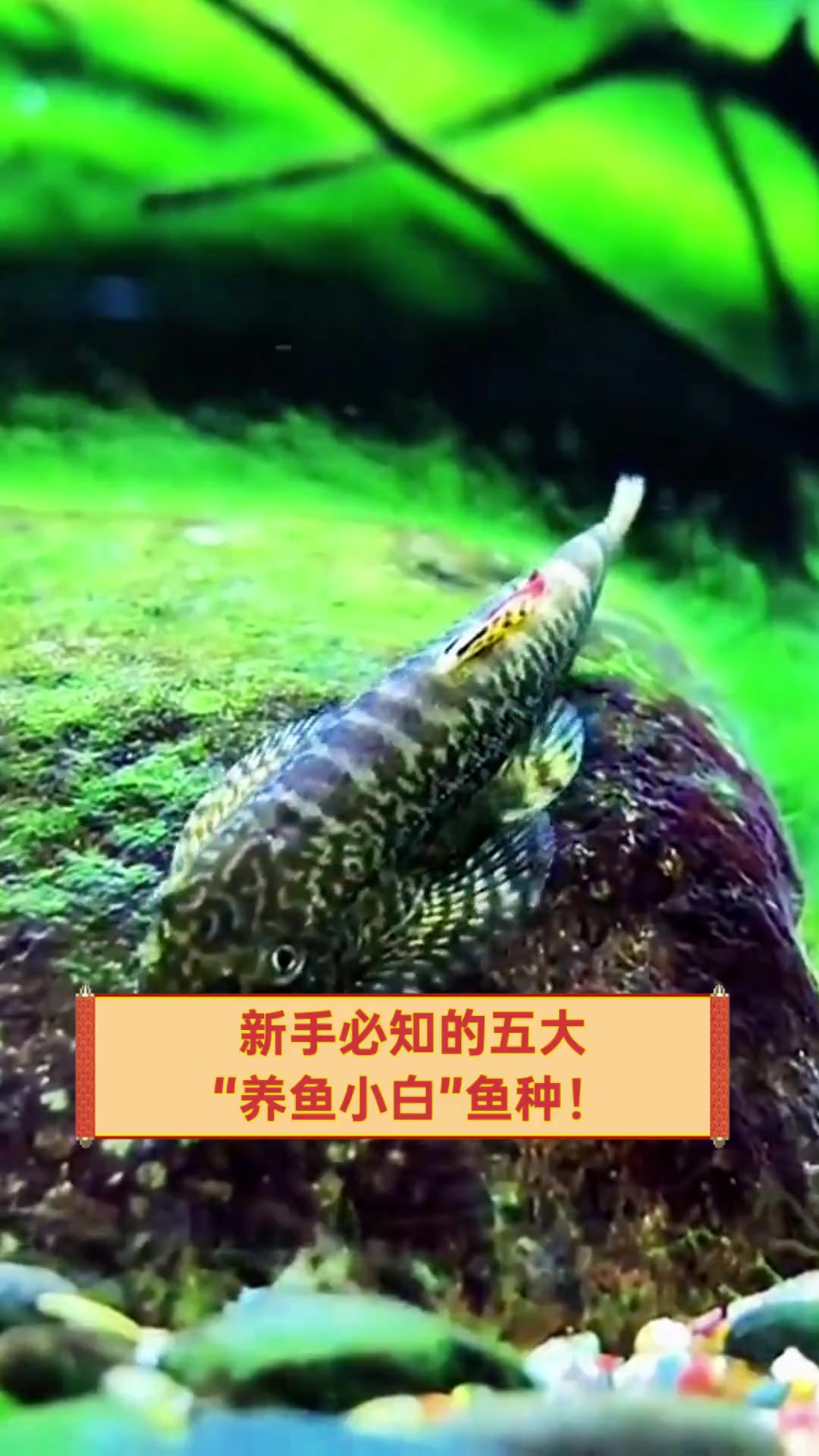 新手必知的五大“养鱼小白”鱼种!