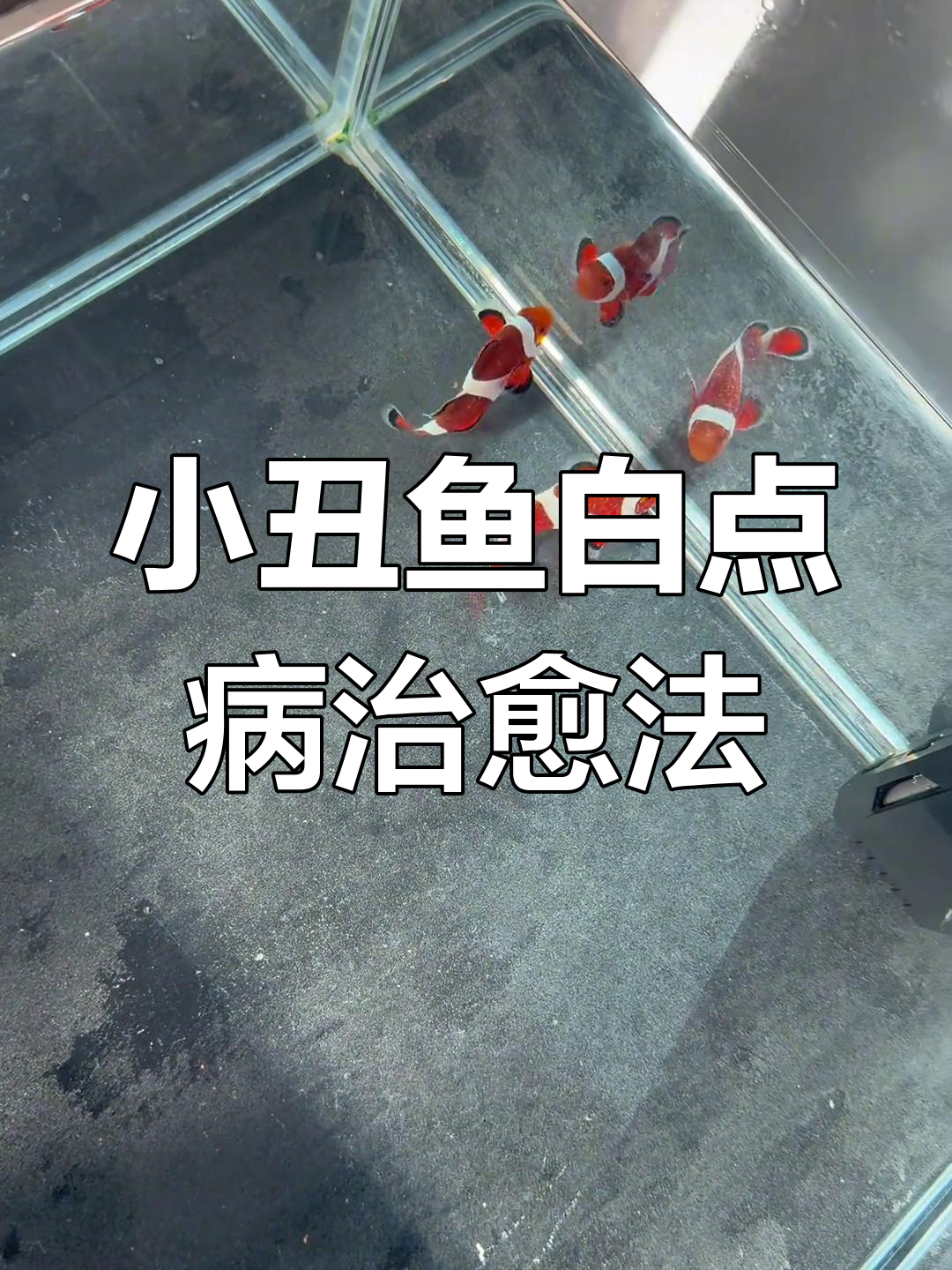 小丑鱼白点病治疗全攻略:药浴、低比重与持续战