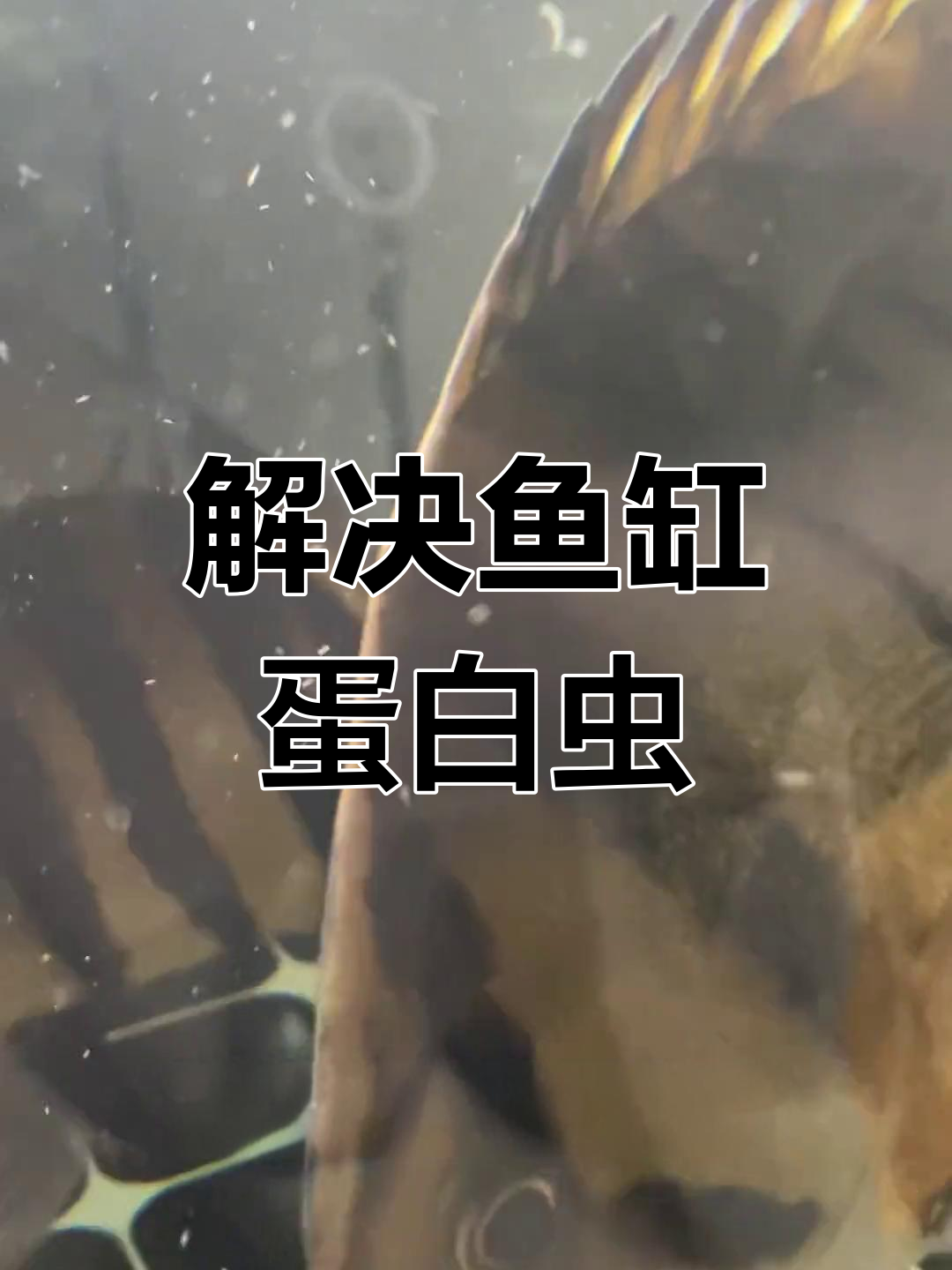 鱼缸蛋白虫爆发,如何应对?