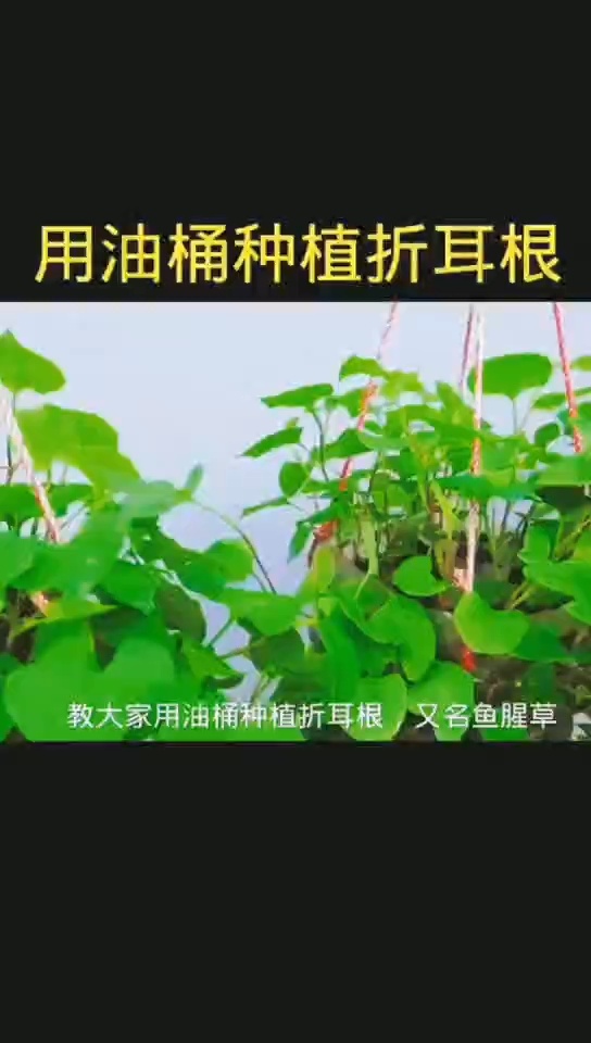 简单鱼腥草的种植方法,快学起来吧!