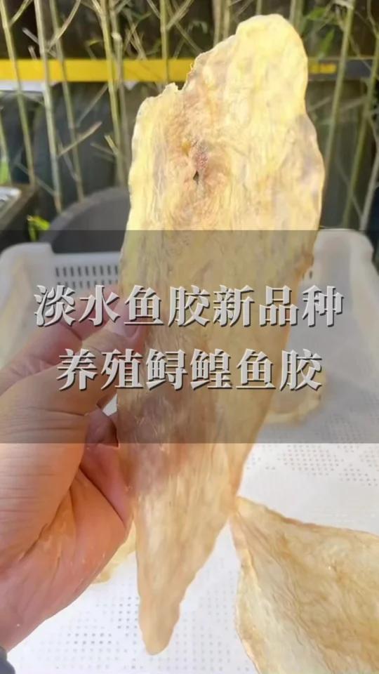 淡水鱼胶新品种