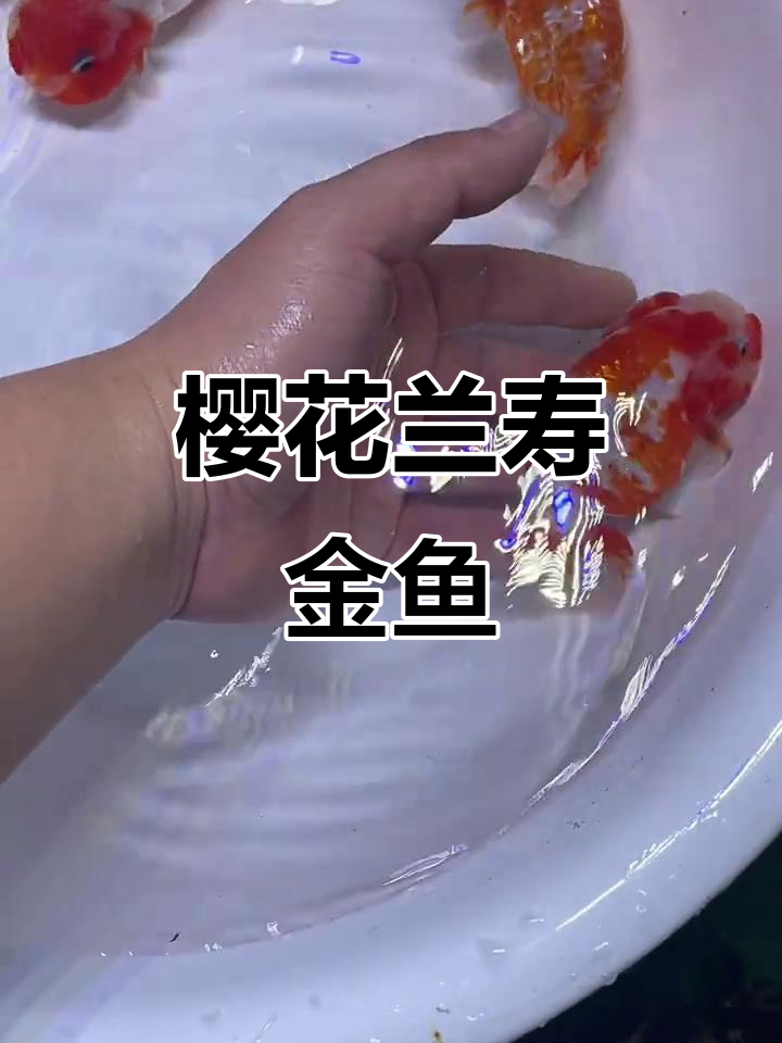 樱花兰寿金鱼:美丽与优雅的完美结合