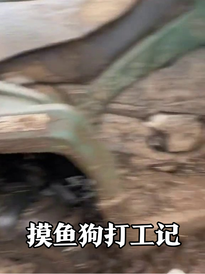 摸鱼狗被抓包!追完羊群秒躺平,打工人DNA动了