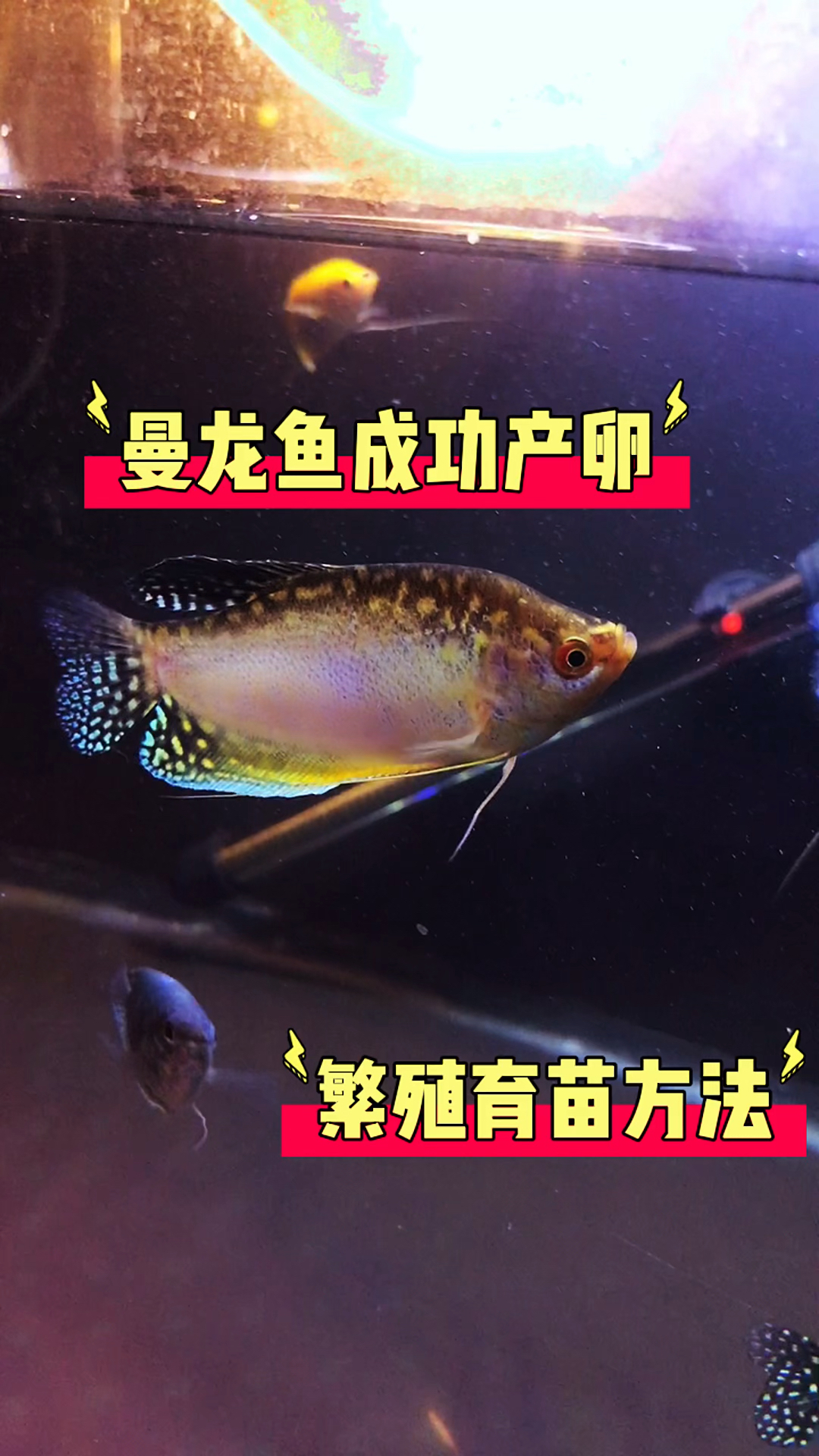 曼龙鱼的繁殖教程