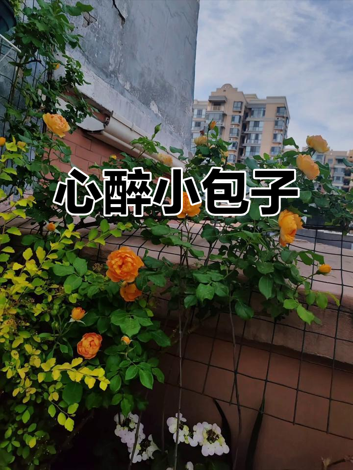 阳光下的蜂蜜焦糖,一见钟情的小包子,始终让我心醉