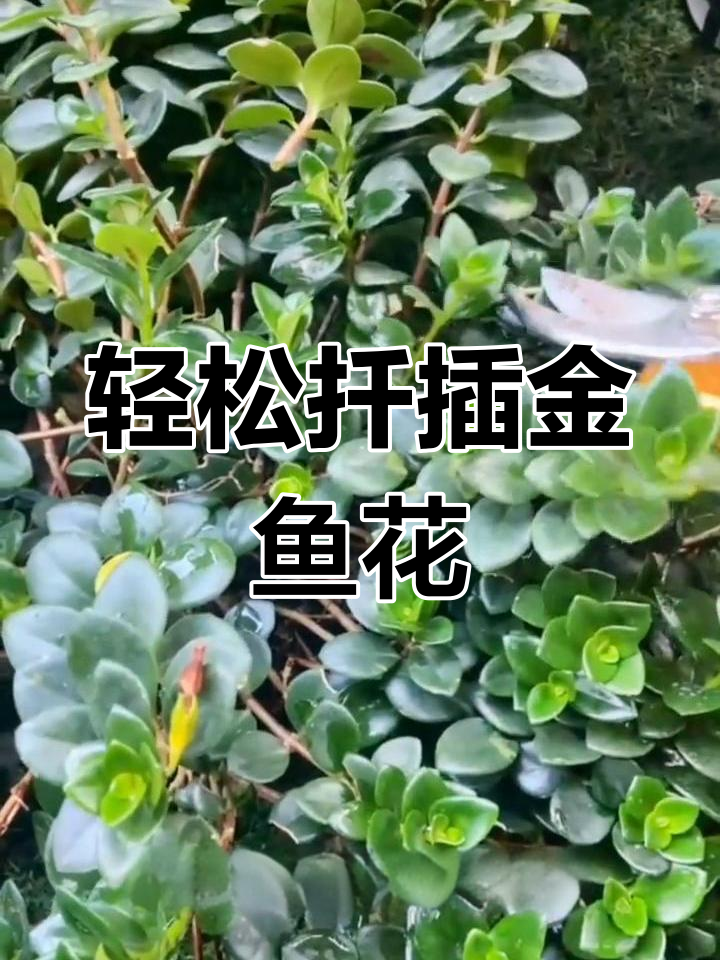 金鱼花扦插技巧,四季皆宜