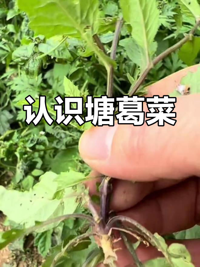 你见过这种野菜吗?塘葛菜的独特魅力揭秘