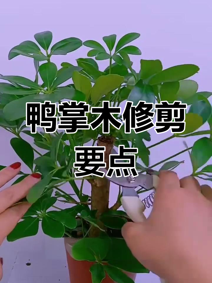 鸭掌木修剪技巧,打造更美观的株形