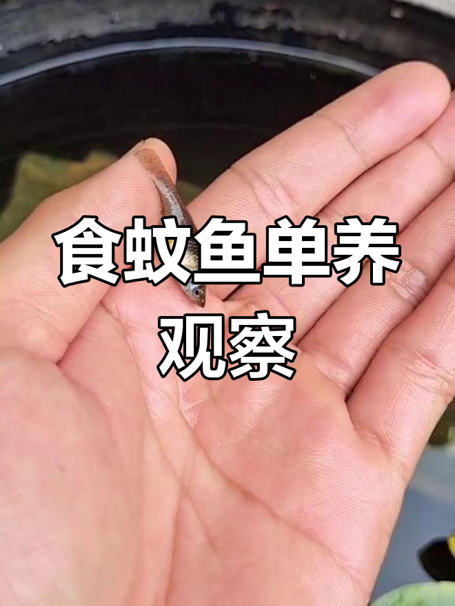 食蚊鱼单独饲养,能否成功产仔?