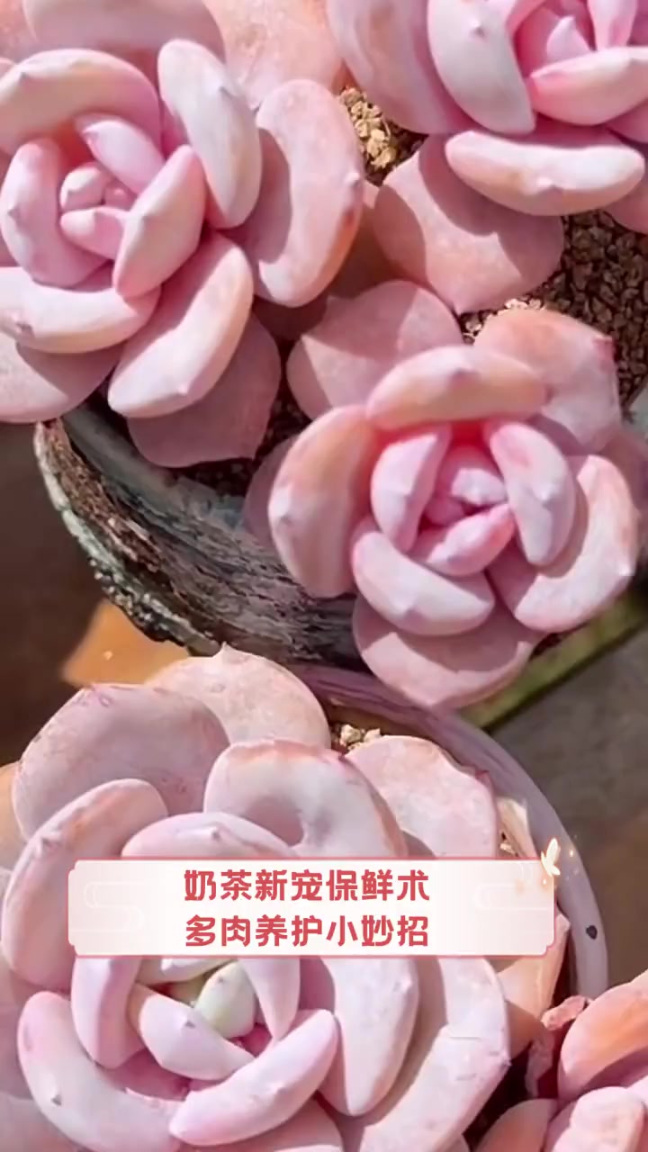 奶茶新宠保鲜术,多肉养护小妙招