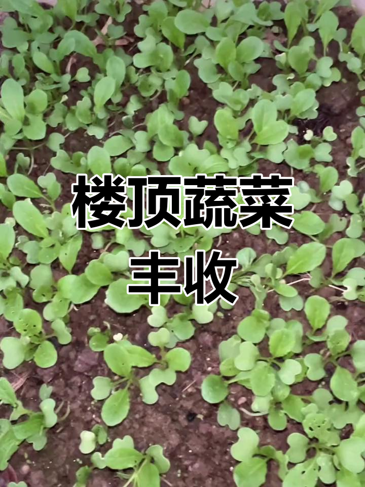 楼顶菜园再添新绿,油青菜心生机勃勃