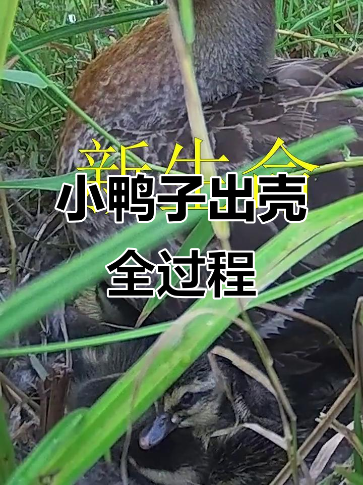 野鸭妈妈辛苦孵化小鸭子,全过程超萌