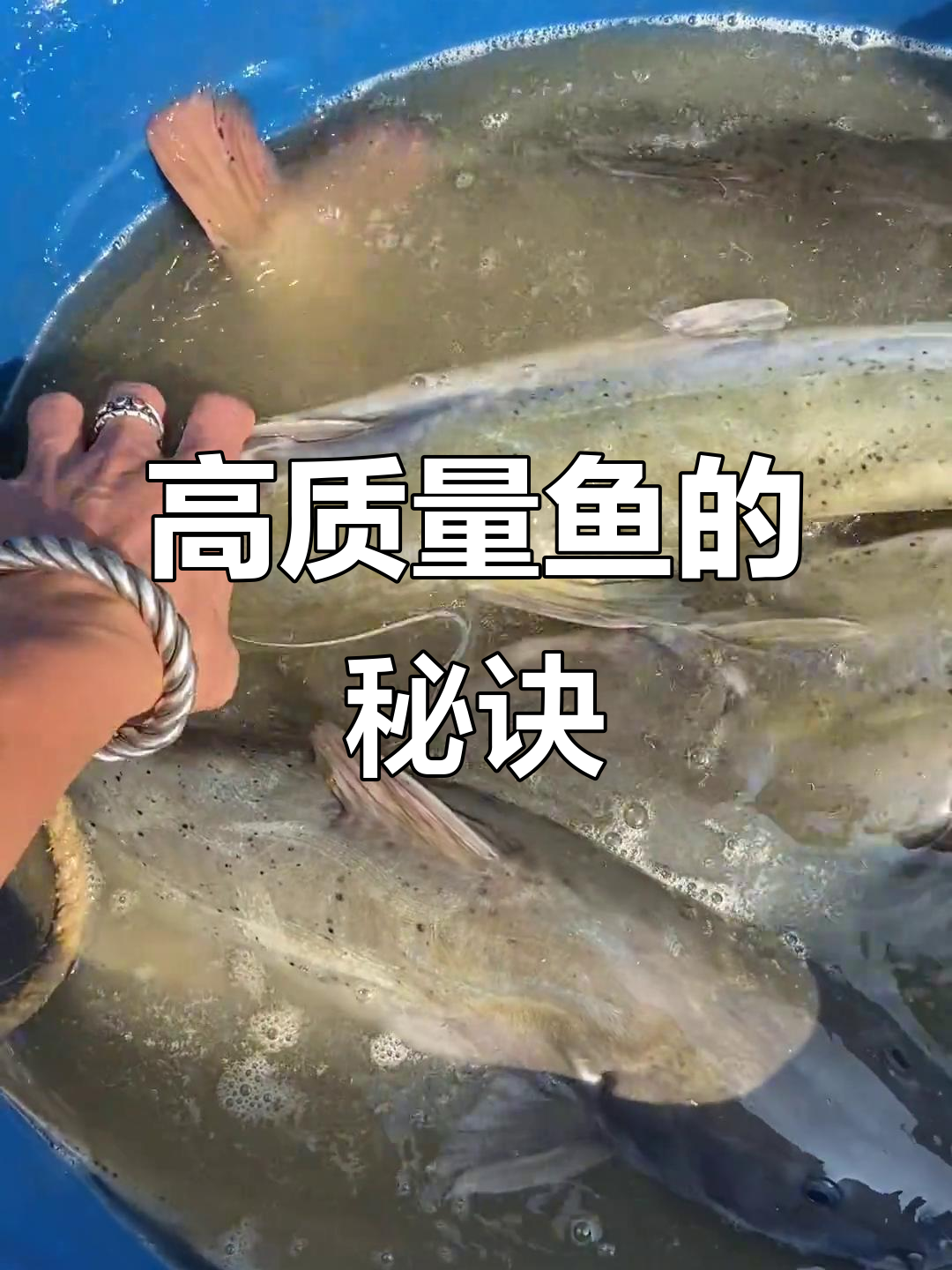 芝麻剑鱼如何养成?品质背后有哪些秘密?