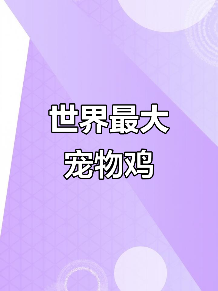 梵天鸡:世界上最大的宠物鸡,肉质鲜美又超耐养