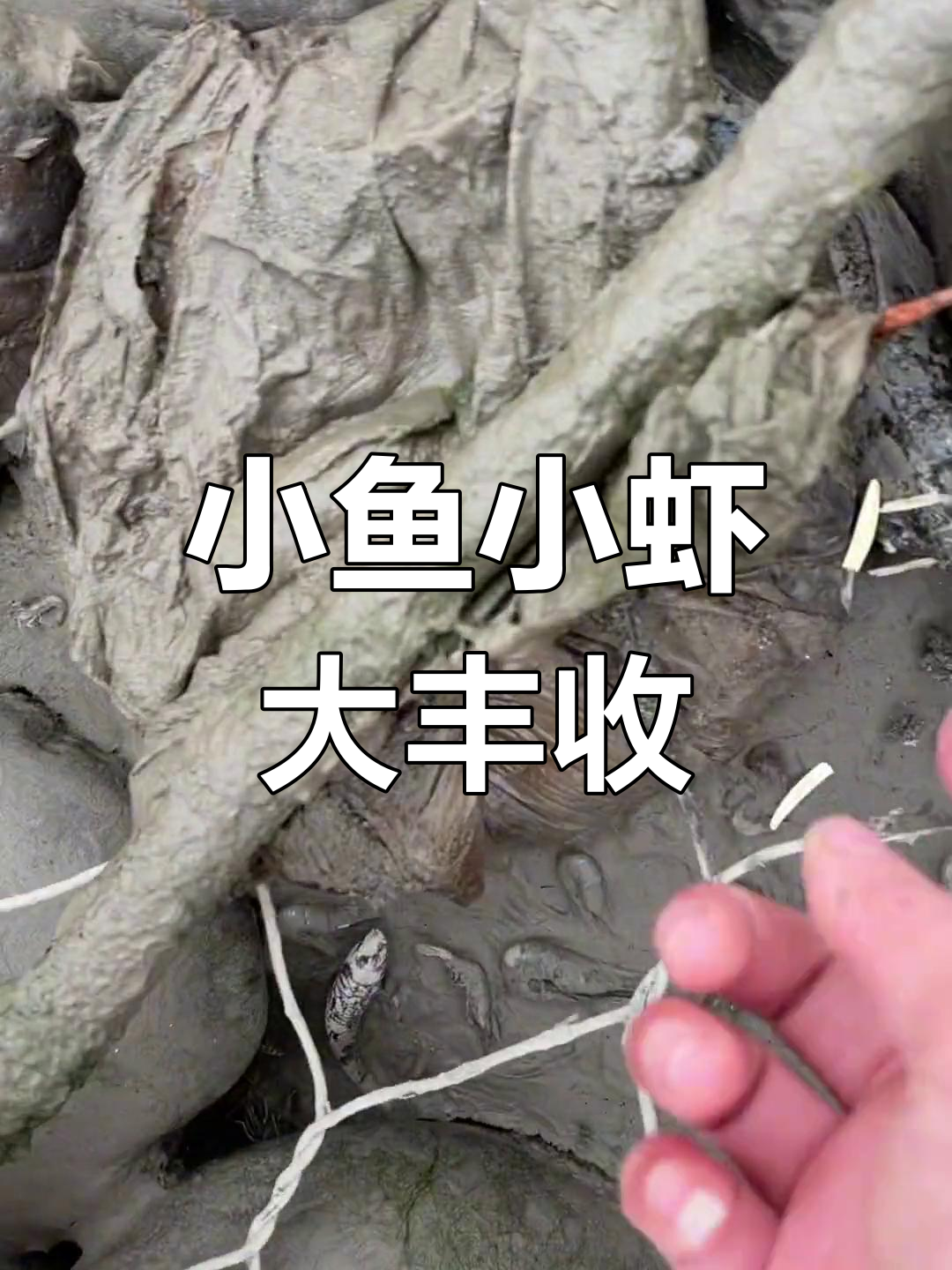 火石码头小鱼小虾成堆,捡鱼忙不停